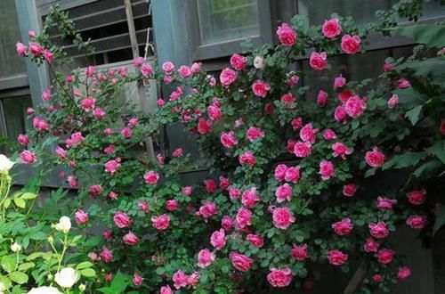  『喜欢』新手必种的十款最美藤本月季，款款颜值与能力并存，看看喜欢哪种