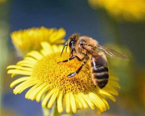  「种类」世界上最神奇的昆虫种类之一，它们形态各异，可以说是随处可见！