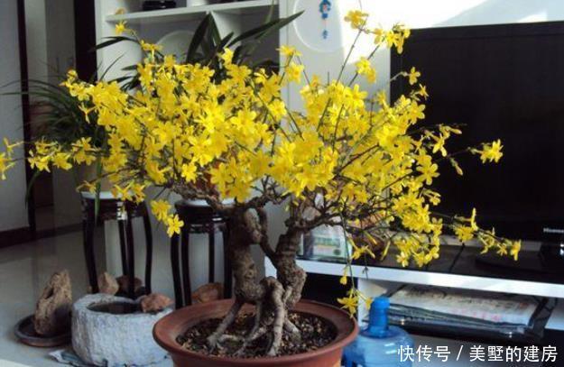 富贵|这4种花可以养出“富贵命”,寓意平平安安,聪明的家长都在养!