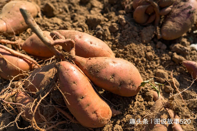  「红薯」白薯变红薯，河北山村大爷：500元买的新品种今年亏了3
