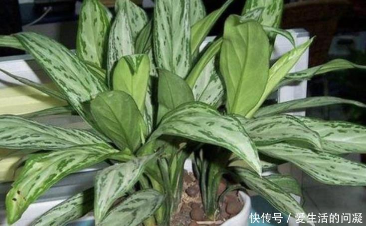  植物|4种花养家里，叶片终年都是绿色的，造型非常好看