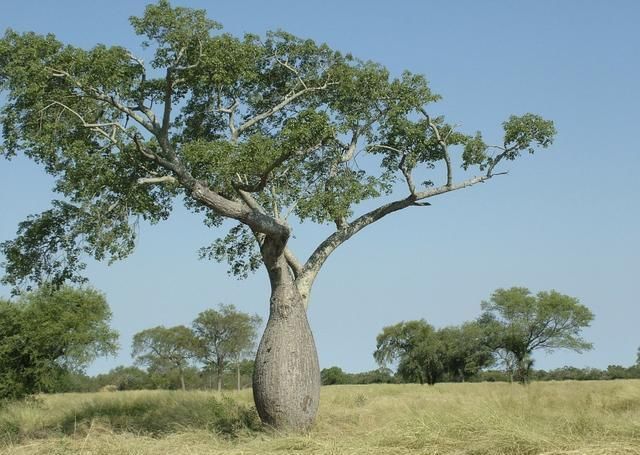 世界上肚量最大的树:储水量达两吨，一家人可饮用半年