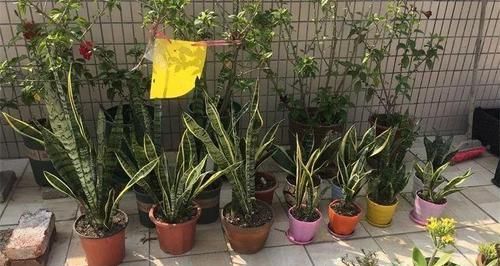  扦插■3种花最好别扦插，越养越难看，重瓣花也能变单瓣！