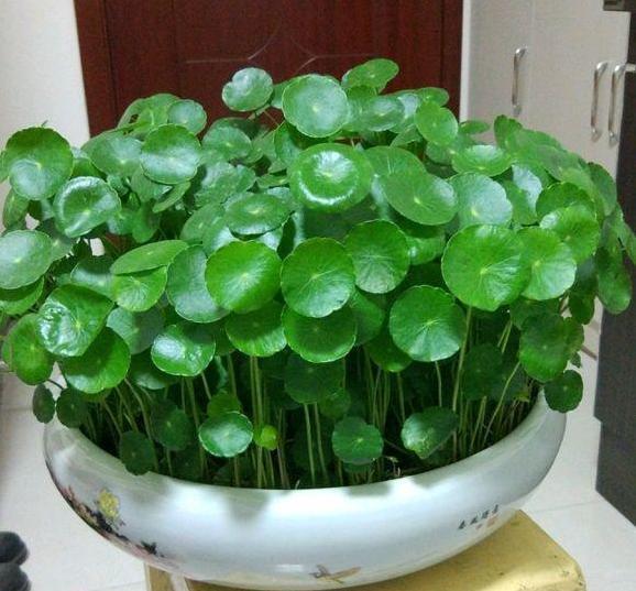  『铜钱草』这“2种”植物，随手一扔就“爆盆”，农村已泛滥成灾