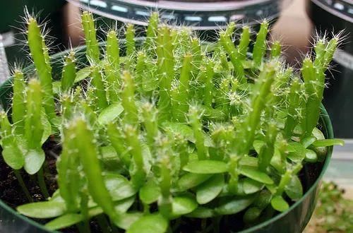  [吃不完]3种“水果籽”别扔，埋花盆，10天就发芽，久了，结果全家吃不完