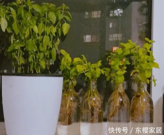 #试试#养不好的花,试试无土水培,几天长出大白根,还能开花呢!
