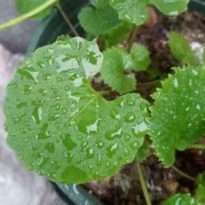  【叶面】老李买了盆破破烂烂的“铜钱草”，家人都嫌弃，后来却“真香”