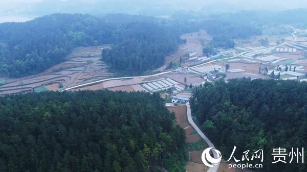  「呼吸」毕节百里杜鹃：一个被森林覆盖的村庄 展现会呼吸的智慧