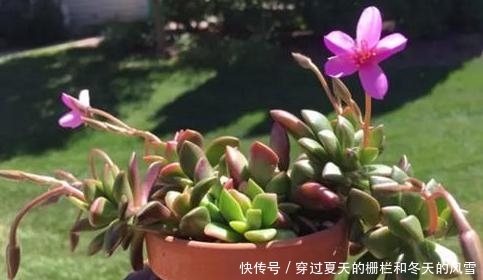  [摸清]养多肉，该不该用磷酸二氢钾？摸清3点，做出正确选择不难