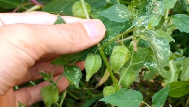  #果实#农村这种野果叫“姑娘”，以前不花钱多到吃不完，现在一