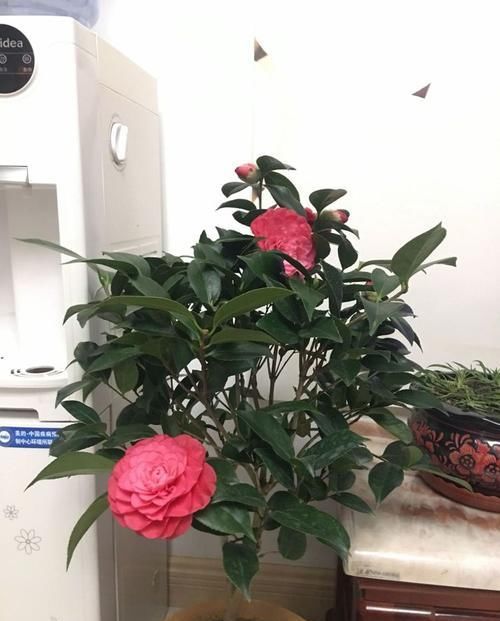 「小花」家里喜欢养花,此款小花四季常开,开花似凤归回巢,妖艳妖娆,美