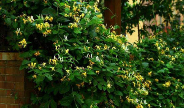  「名贵」一种常见的漂亮植物，不仅是名贵中药材，也是制作盆景的好材料