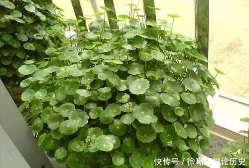  『现黄叶烂根』养花浇水，这几个错误别犯，不然养啥花都黄叶烂根，学会一生受用