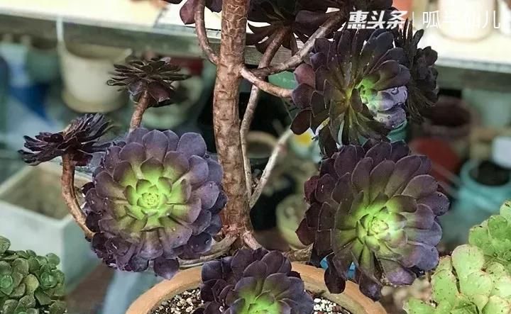  #上名#傻傻分不清的多肉，就看它这儿，一眼就能叫上名！