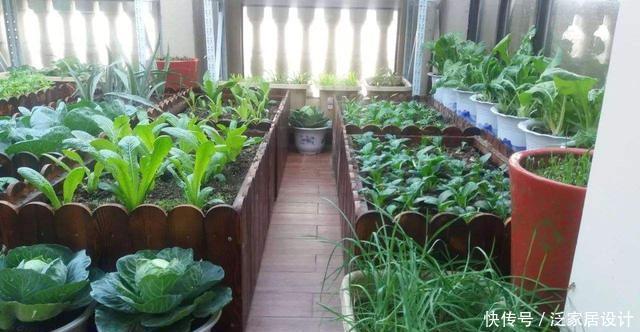 「硕果累累」阳台种菜,种3种速生菜,30天就采摘,叶子肥嫩,硕果累累