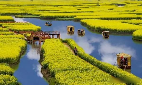  「樱花」中国这些花开成海的地方，美极了