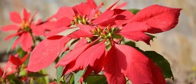  『碰到』家里有宝宝之后，这两种花想都不要想，不然哭都没眼泪