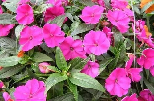  「要注意」新几内亚凤仙花常年可开花，可为啥容易感染白粉病呢？