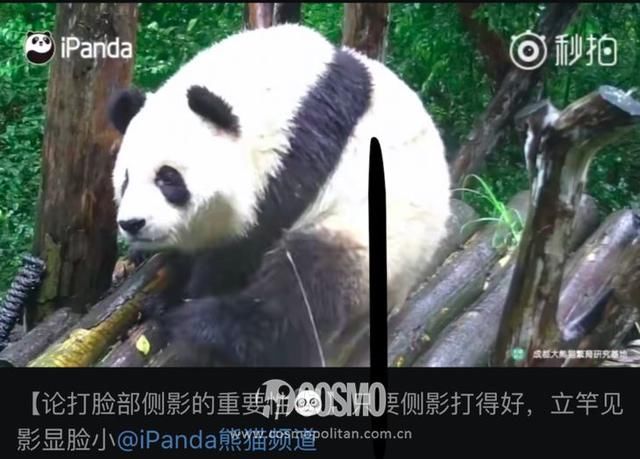 美人计|王菊又瘦了?听说她靠的是这个