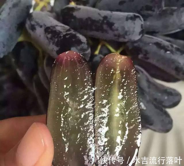 绿萝@此种葡萄,葡萄中的爱马仕,结果甜如蜜枣,好养似绿萝!