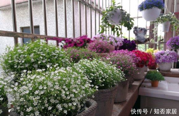 【便宜】买的满天星,长出“空心菜”,春天买花要留神,骗子实在是多