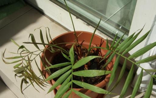  「椰子」袖珍椰子叶子发黄没光泽？对症下药！叶色鲜亮绿油油！