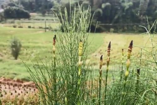  【笔杆】农村一种牛羊喜爱的野草，长得像笔杆，其实还是一味很