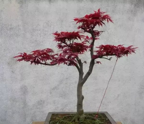 『观赏价值』六种价格不贵,观赏价值高可以做盆景的植物,适合新手种植