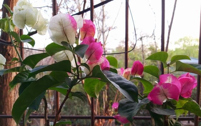  【不开花】家里养3种“耐旱花”，平时少浇水，开花更准时，花量大、花色艳