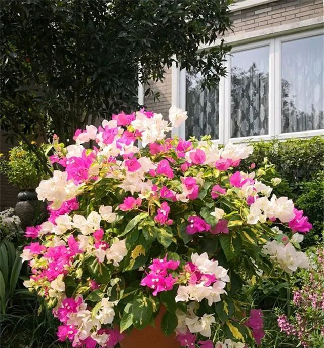  『花开满』夏天养三角梅,花前、花后浇水很关键,做对了,才能花开满树