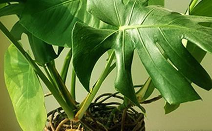 「经验」这三种绿植放在家里既有品味又好养,没经验照样轻松长不停