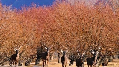  「防护林」荒漠变绿洲 穷乡变富地