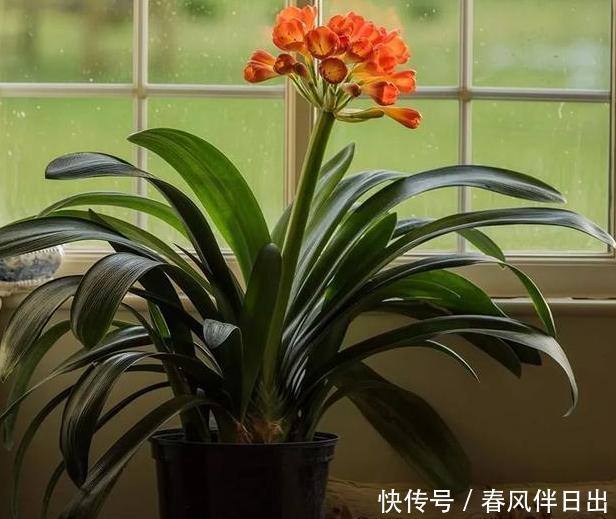 『能力』这4款花卉净化能力贼强,在家里养几盆,可修身养性、延年益寿