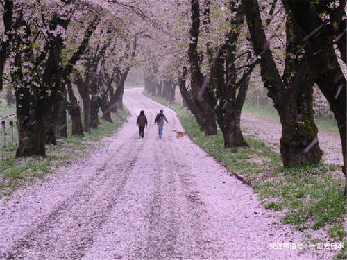 2019年樱花前线来袭！快来看最新樱花季预测！