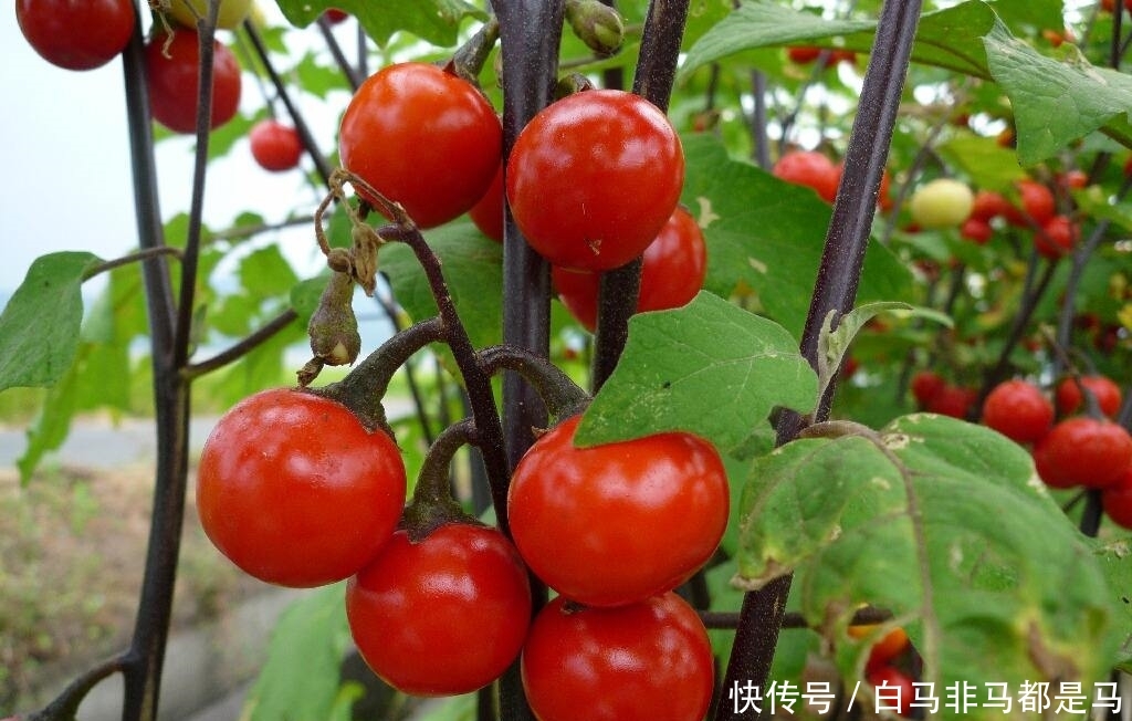 「红茄」精致可爱的3种花,红茄、小木槿、香堇菜?,养在院子很不错
