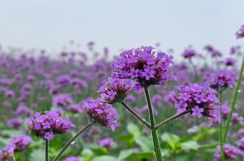  农村：曾是农村常见野花，一文不值，如今成片栽种，引人观赏，身价百倍