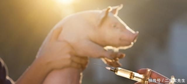  [做法]关于养猪方法和思路，这位养猪场厂长的做法值得借鉴