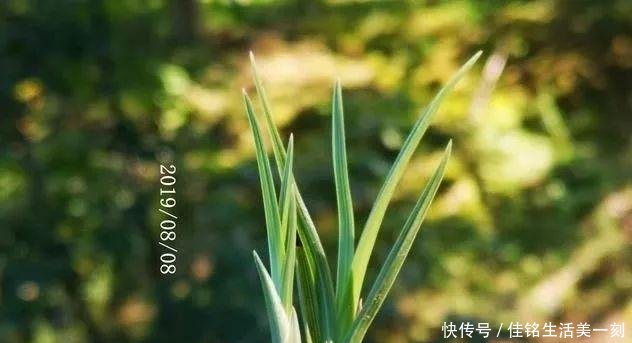  #能力#如何让病后的兰花弱苗复壮怎样才算真正复壮用实例告诉你
