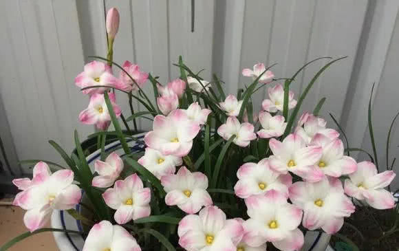  #透气的营养#这4种花，臭水沟挖点养盆里，1分钱不花爆10盆！
