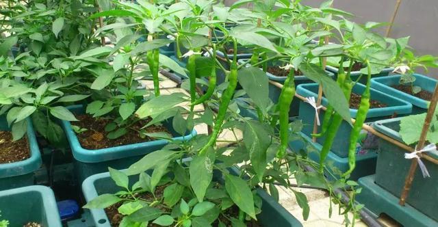  【特别】阳台种菜，有4个“关键”，做对了，种菜一大盆，收获特别多