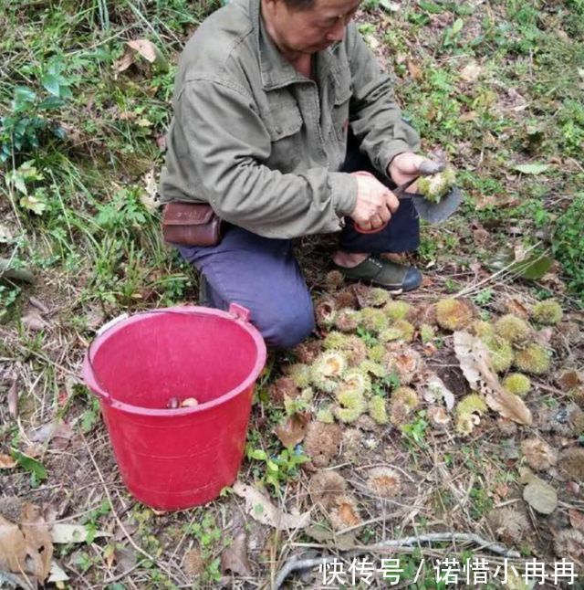 大叔后山剪野果，农村满地都是，城里卖得很贵
