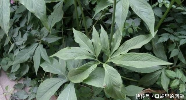  稀少■叶片稀少的“1种杂草”，被称为“虎掌”，河谷下有不少，奇特！