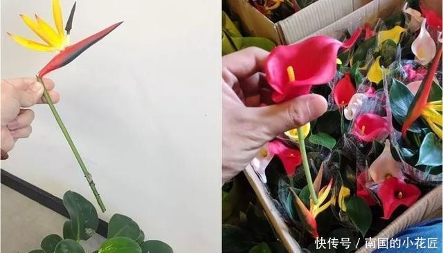  【花别买】养花技巧：遇到这6种花，白送都不要，轻则养残，重则养不活！