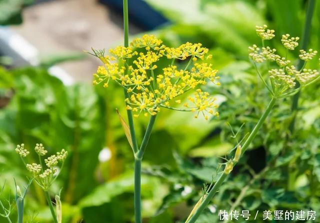 「水果鼠尾草」6种香香花,厨房客厅都能养,闻着香吃着也香,摘一把长10盆!