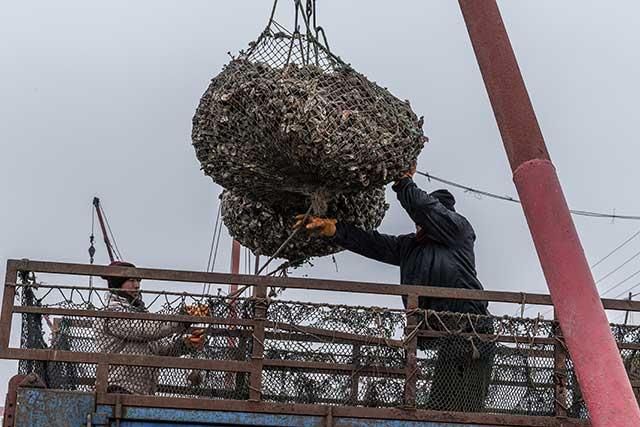 一天上岸十几万斤，红岛蛤蜊肥了