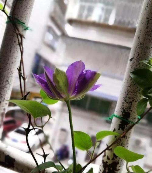 扦插：藤本女王铁线莲这样养，当年开花，花色多彩艳丽，气味芳香怡人
