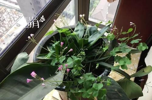  『没什么』水培瓶里能养小鱼？没什么奇怪的，还有养龙虾的呢！