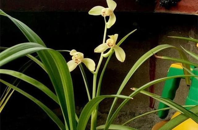  #夏养#夏养兰花，抓好3个养护点，新芽猛冒开花不停！