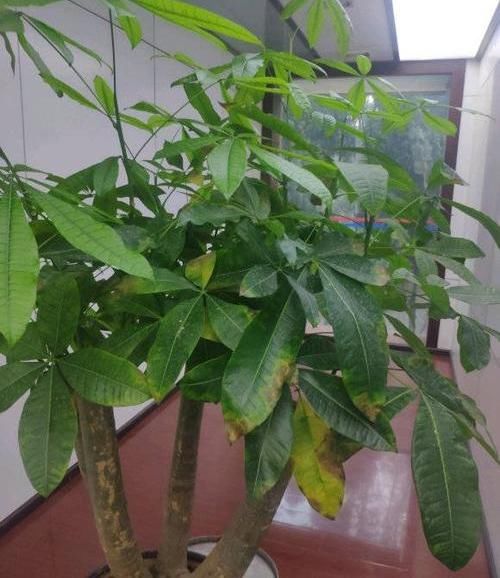 养好:养好发财树,这几个“细节”要注意,不能疏忽,小心黄叶子