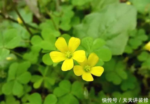  [图片作者]15种超级好养的花，不死鸟居然不是第一，“养花杀手”们试一试吧